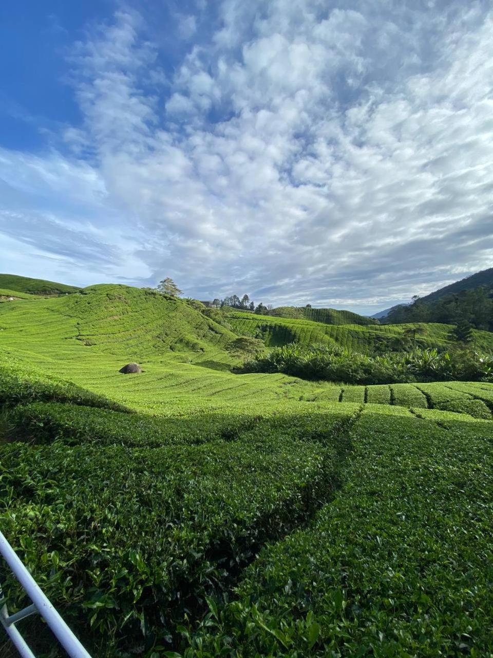 Love Lodge Brinchang, Cameron Highlands Танах-Рата Экстерьер фото